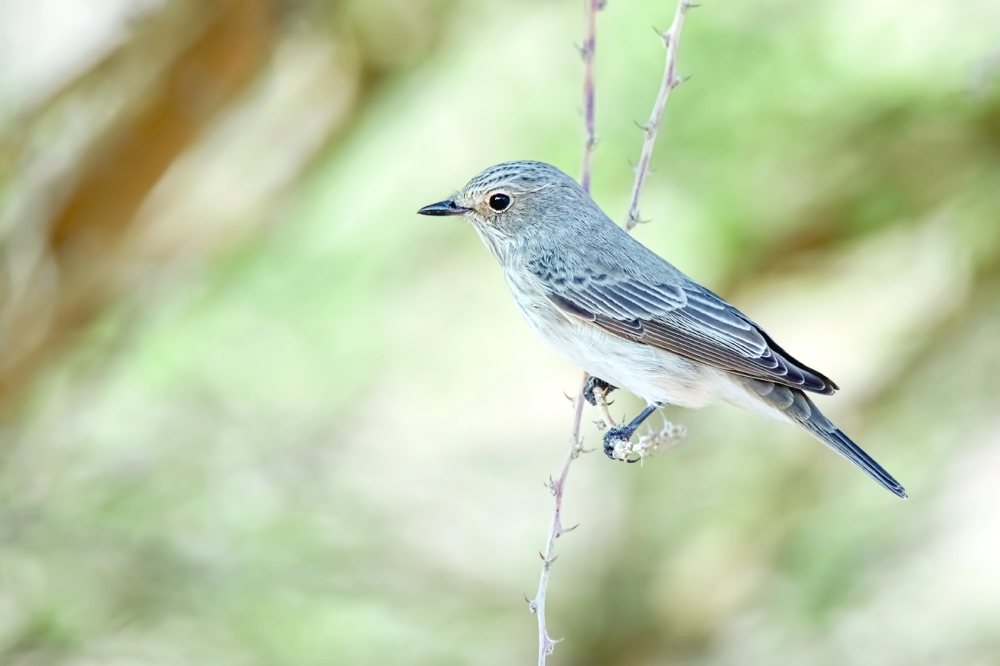 Spotted flycatcher Ibri