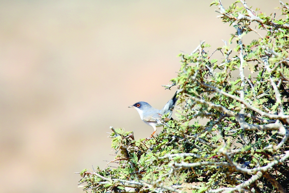 Menetries's warbler male Sohar