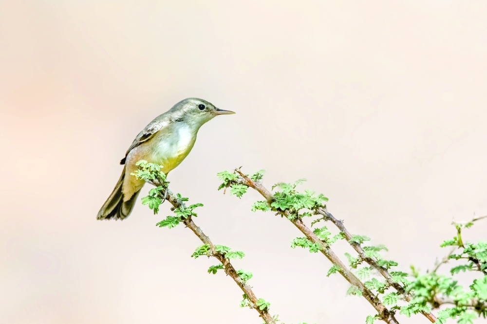 Upcher's warbler Ibri