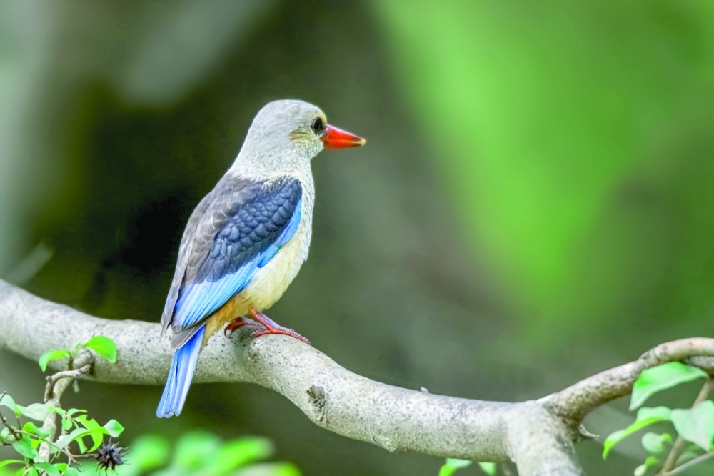 Gray headed kingfisher