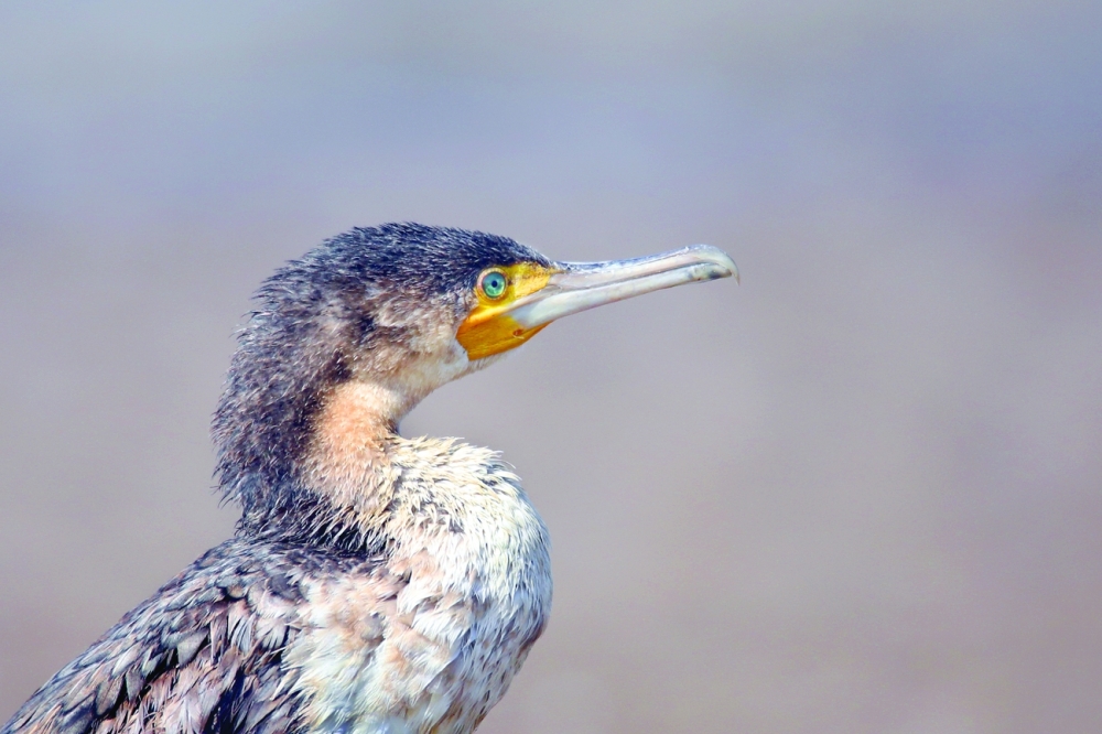 Great cormorant