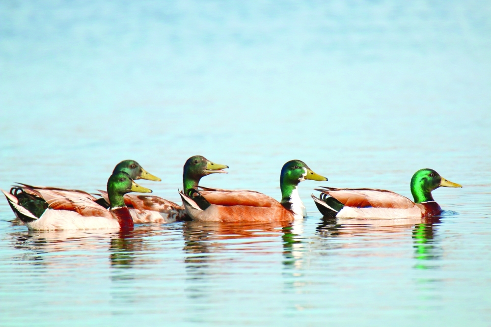 Mallards