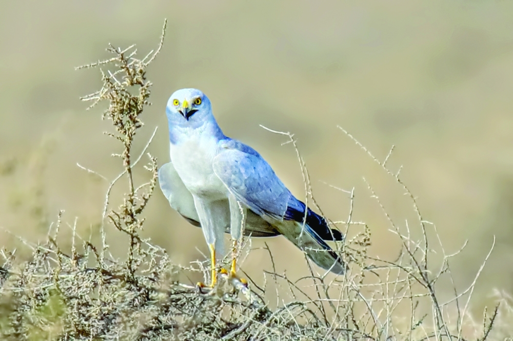 Pallid harrier Sohar