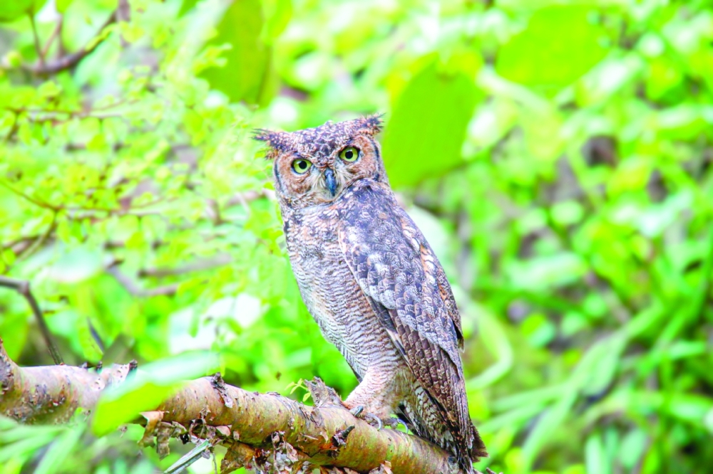 Arabian spotted eagle owl