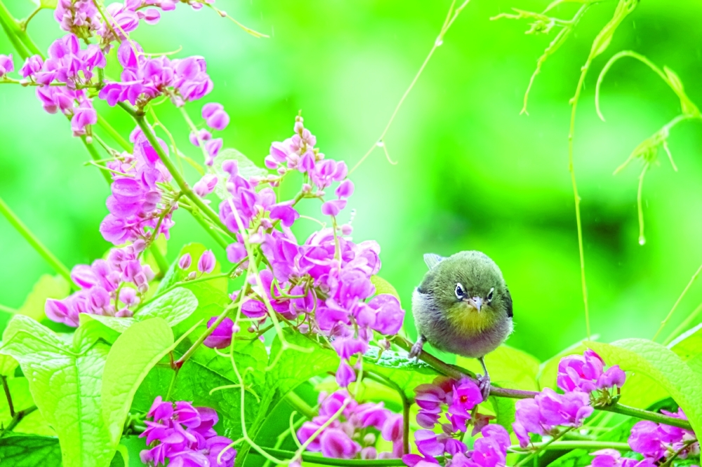 Abyssenian white eye 2