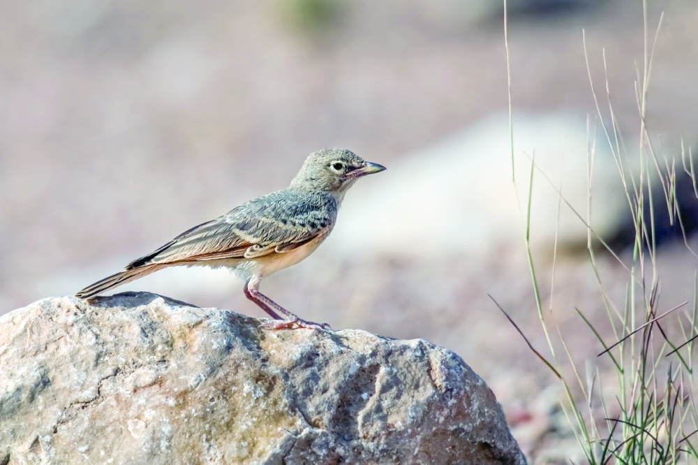Desert lark Ibri