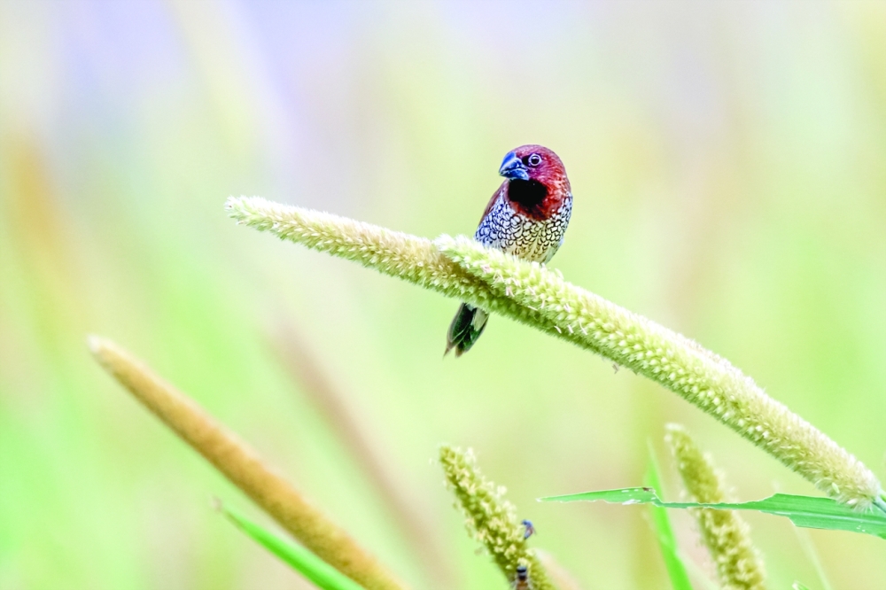Scaly breasted munia Ibri