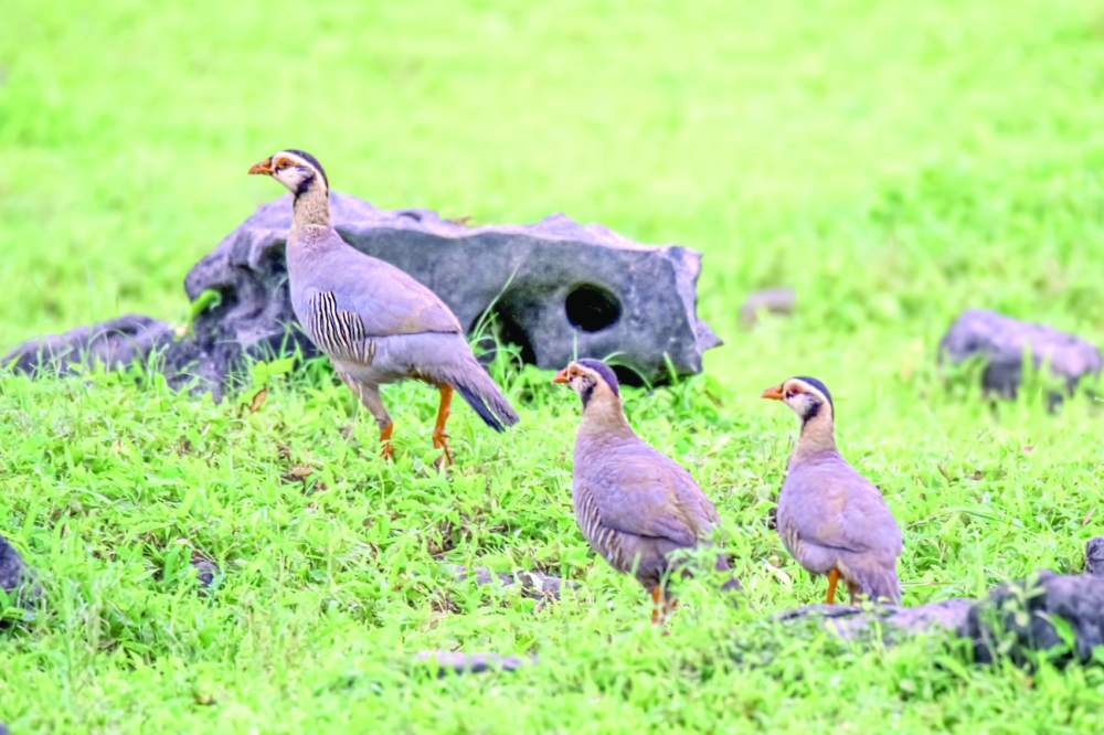Arabian partridge