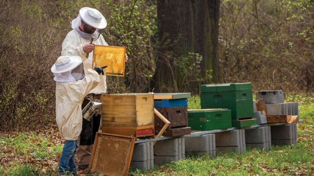 beekeeper-4426003_1920