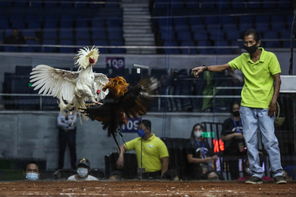 Roosters squaring off during a cockfight at the World Slasher Cup 2022 in Manila. — AFP