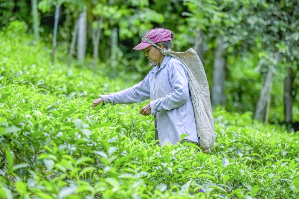 A tea picker seen at work on a tea plantation in Ratnapura, Sri Lanka. — AFP