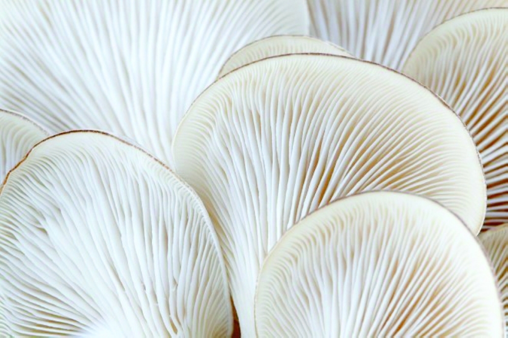Placing alternative protein at the centre of sustainable foods
