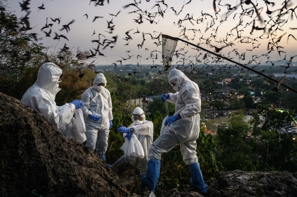 An infectious diseases research team catches bats for a study outside the Khao Chong Phran Cave in Ratchaburi, Thailand, Dec. 11, 2020. (Adam Dean/The New York Times)