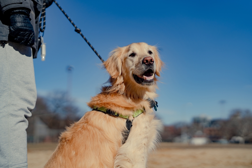 Ollie with his owner in McCarren Park in New York, Jan. 21, 2022. (Amir Hamja/The New York Times)