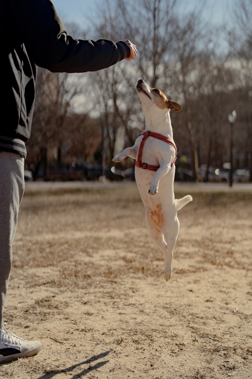 Sherlock with his owner at McCarren Park in New York, Jan. 21, 2022. (Amir Hamja/The New York Times)