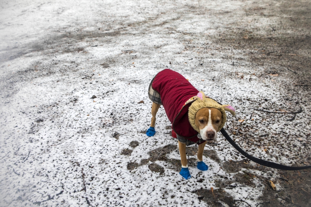 Casey with her owner in Central Park in New York, Jan. 17, 2018. (Hiroko Masuike/The New York Times)