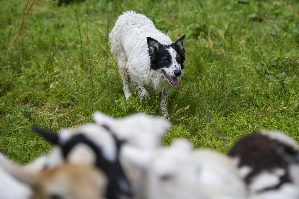 Duggie with ewe lambs in Nashville, Tenn., April 14, 2019.  (William DeShazer/The New York Times)