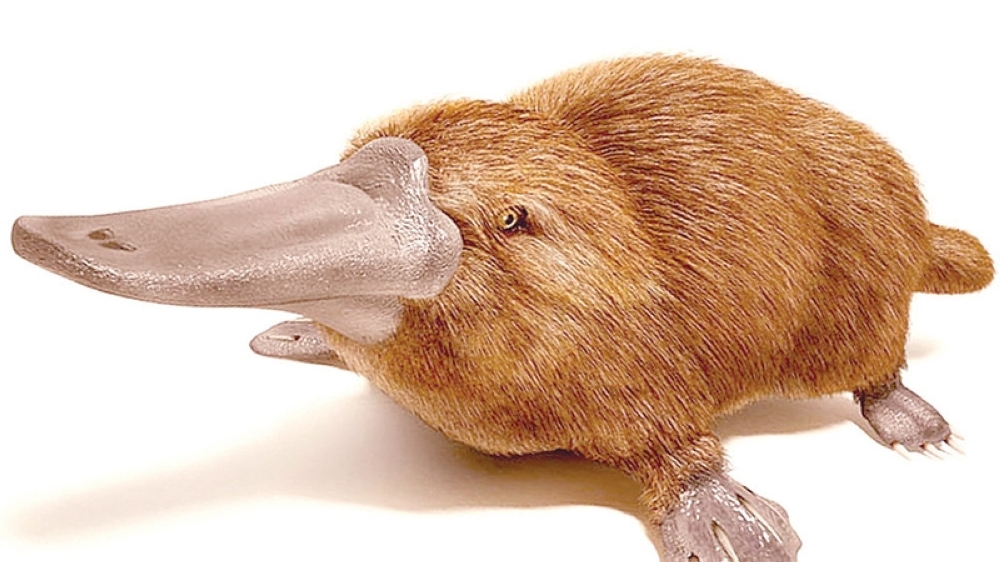150-year-old platypus specimen proved some mammals lay eggs - Oman Observer