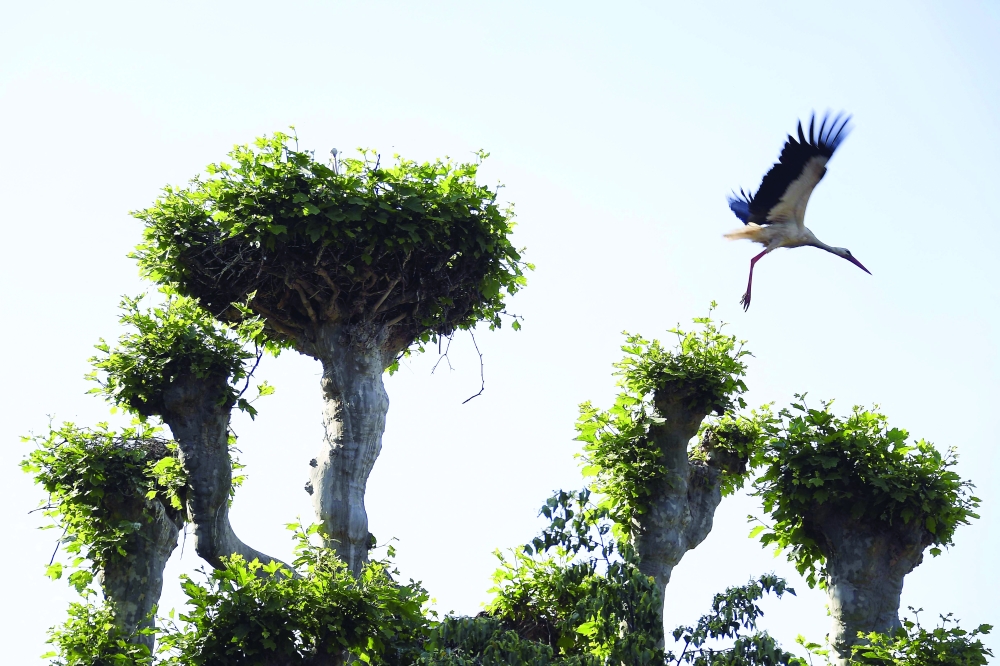 A stork flies over the Orangerie Park in Strasbourg, eastern France on Tuesday as temperatures in France this week could exceed seasonal norms by 10 degrees Celsius. - AFP

