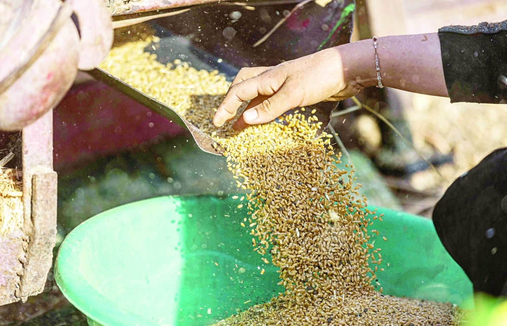Egyptian farmers harvest wheat in Bamha village near Al Ayyat town in Giza province, some 60km south of the capital. - AFP

