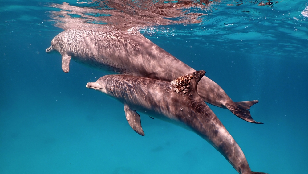 An undated photo provided by Angela Ziltener, a biologist, shows a dolphin with a fungal infection on its dorsal fin. (Angela Ziltener via The New York Times)