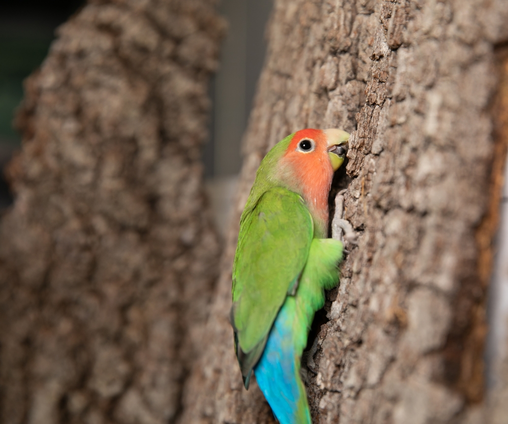 An undated photo provided by Steven Gaines/New York Institute of Technology College of Osteopathic Medicine shows a rosy-faced lovebird. (Steven Gaines/New York Institute of Technology College of Osteopathic Medicine via The New York Times)