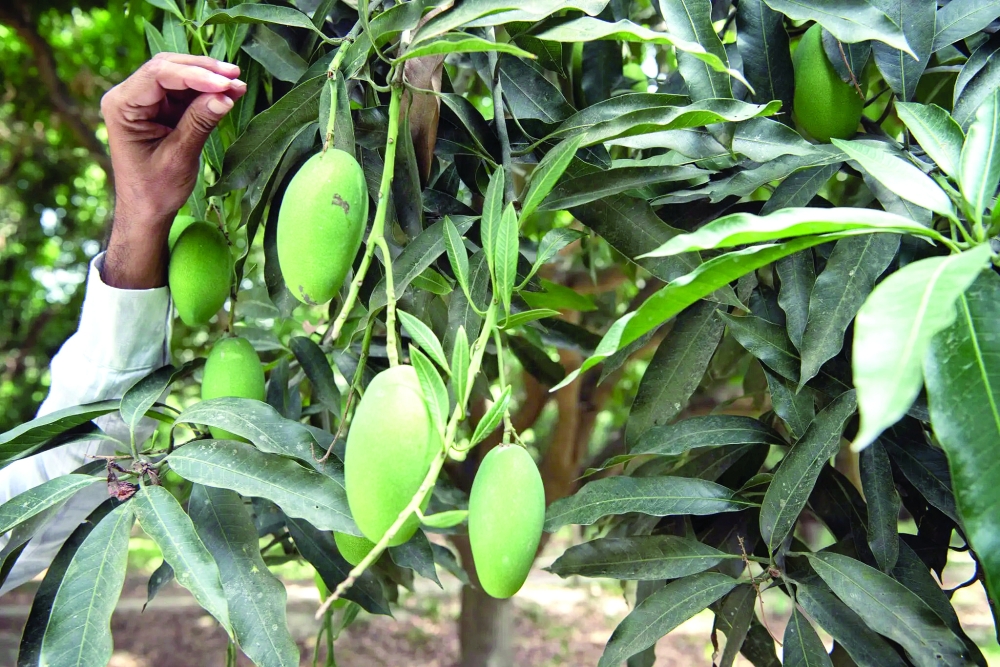 Zubair Ahmed, a third-generation mango farmer, inspecting raw mangoes in his orchard in Malihabad, India. 