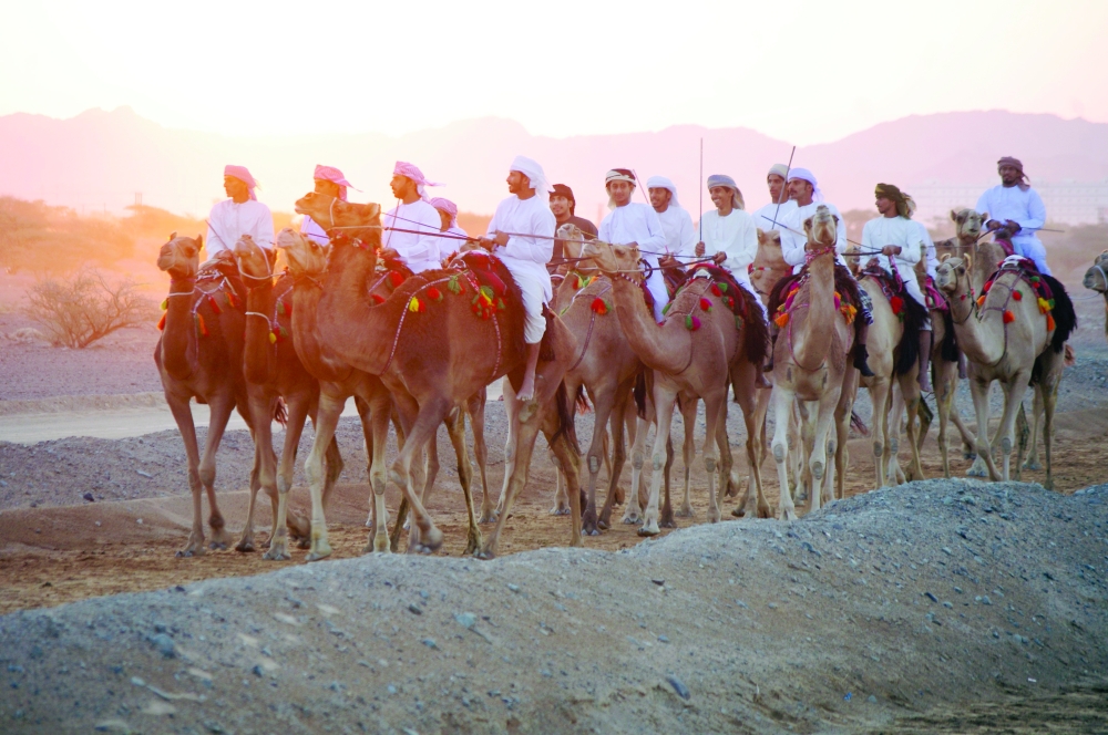 Camel racing in Ibra