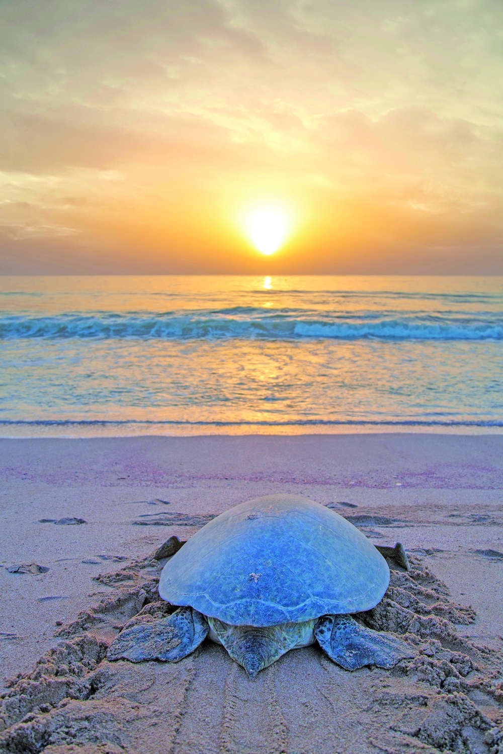 Turtle,On,The,Beach,At,Ras,Al,Jinz,Turtle,Reserve