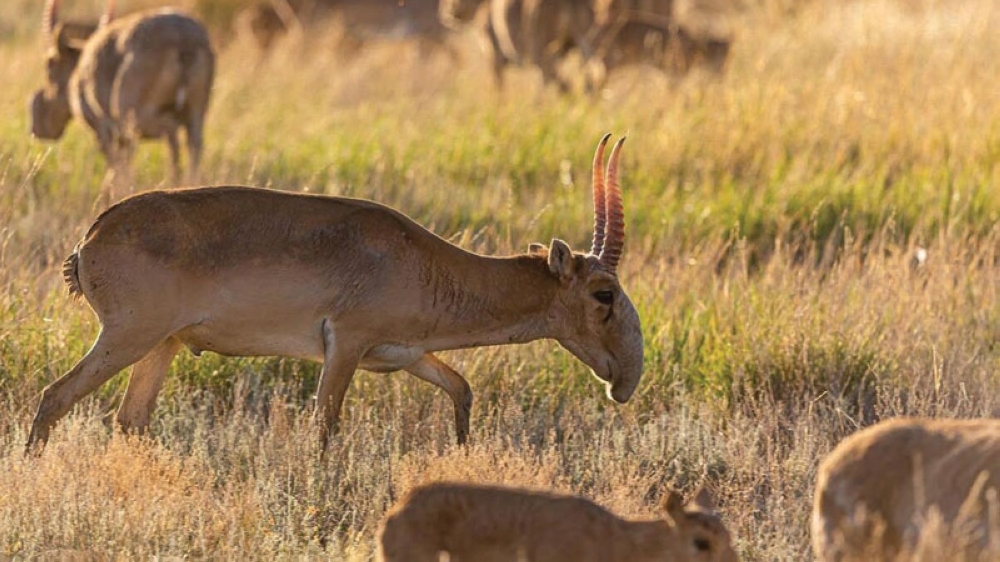 saiga