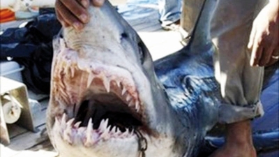 Shark kills two women in Egypt's Red Sea