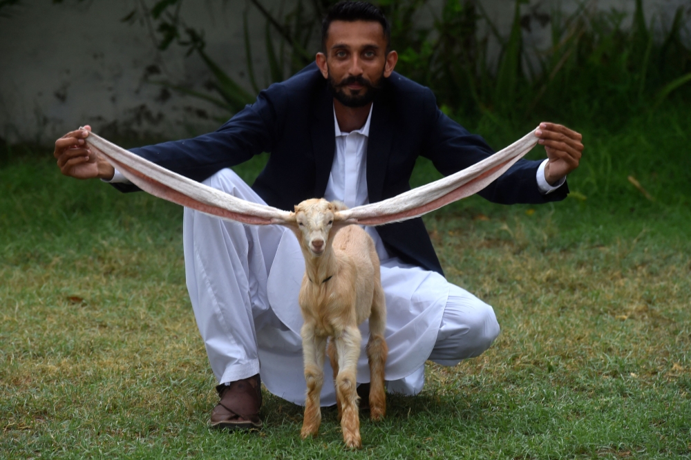 Long-eared kid goat takes Pakistan by storm - Vimarsana News