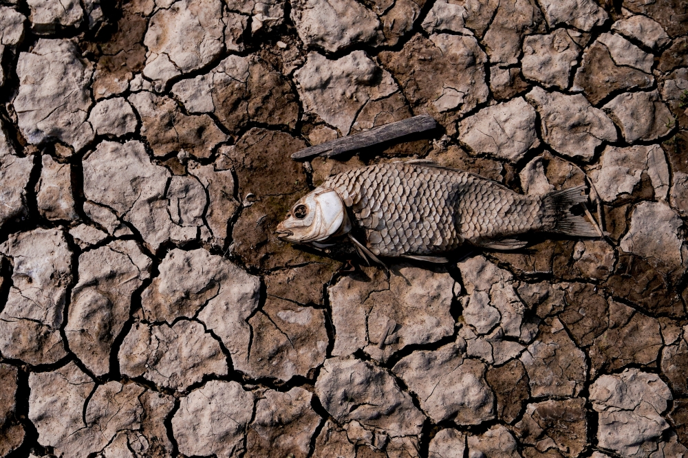 The remains of a fish, lies amongst cracked mud on the dried lake bed of Poyang Lake, China's largest freshwater lake, in Jiujiang, China. -- Reuters