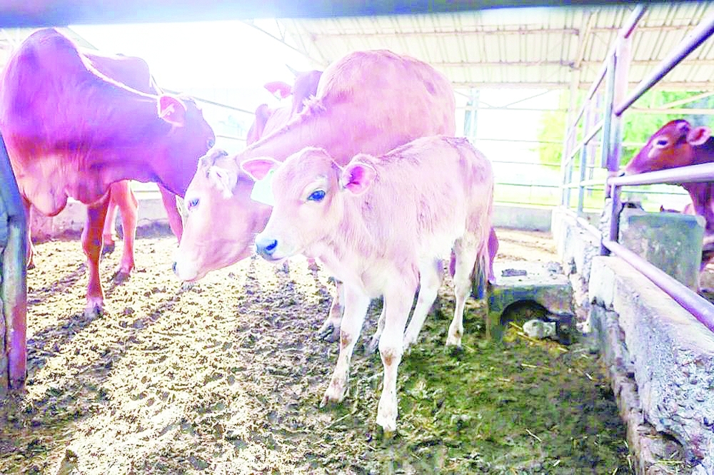 Artificial insemination project to boost livestock yields