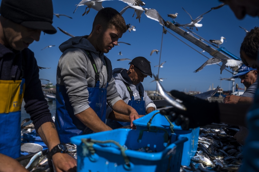 Fishermen sort out the days catch of sardines bound for the Conservas Pinhais e Cia factory in Matosinhos, Portugal, July 4, 2022. (Daniel Rodrigues/The New York Times)