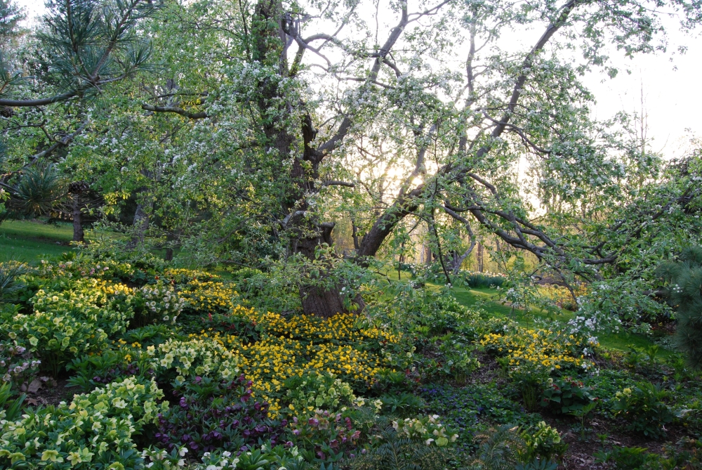 Hellebores and other early perennials under an old apple tree that were planted as tiny landscape plugs or divisions.(Margaret Roach via The New York Times)