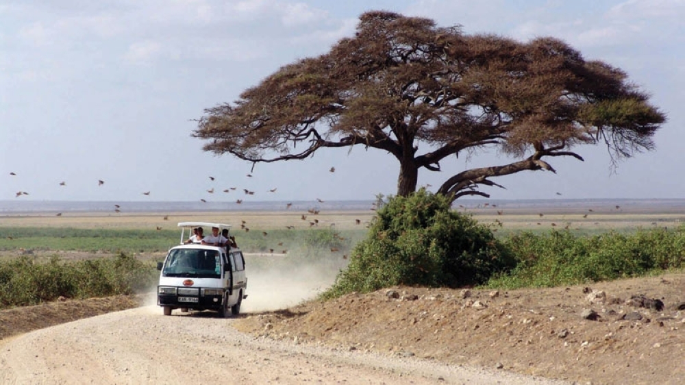 safari-1029078_1920