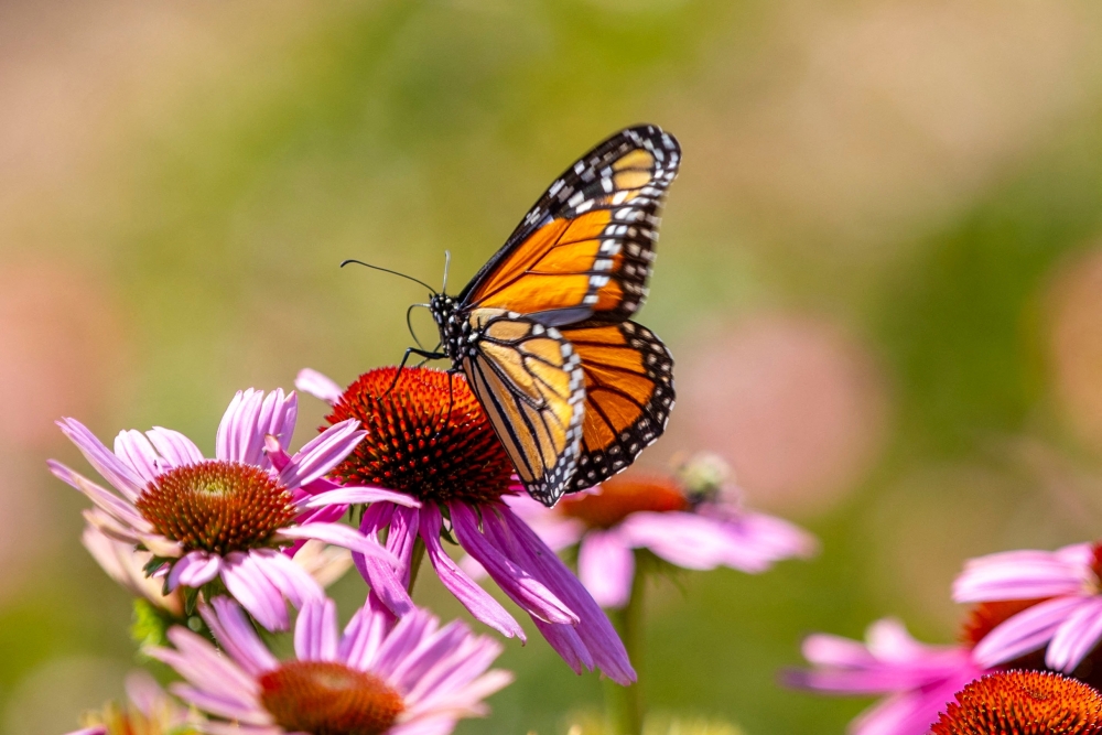A Monarch butterfly, which is now placed in the endangered category of the International Union for the Conservation of Nature's Red List of Threatened Species, perches at the Royal Botanical Gardens in Burlington, Ontario, Canada July 21, 2022. 