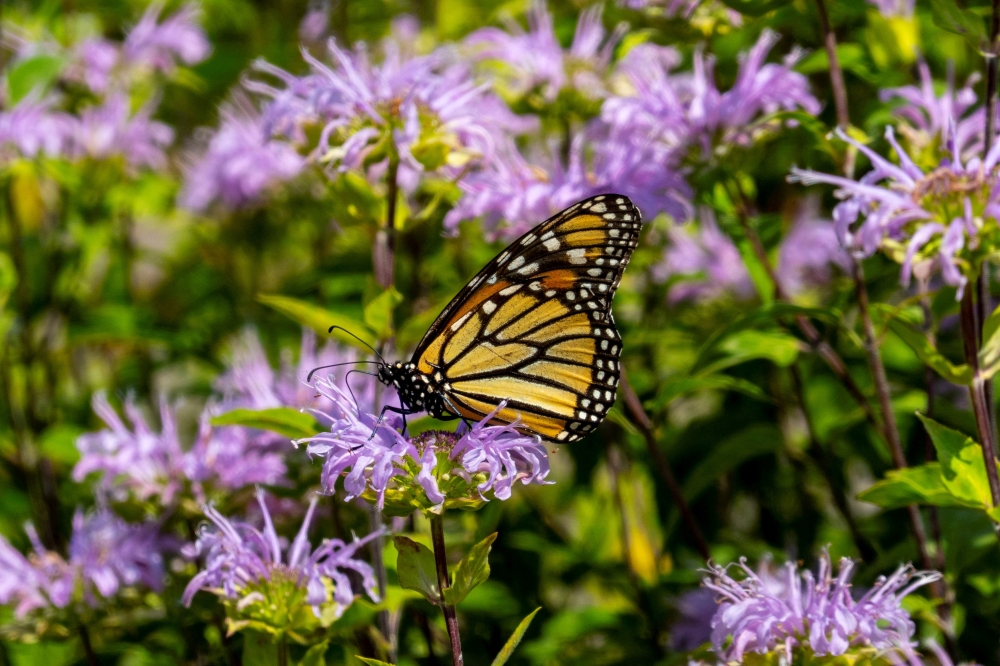 A Monarch butterfly, which is now placed in the endangered category of the International Union for the Conservation of Nature's Red List of Threatened Species, perches at the Royal Botanical Gardens in Burlington, Ontario, Canada July 21, 2022. 