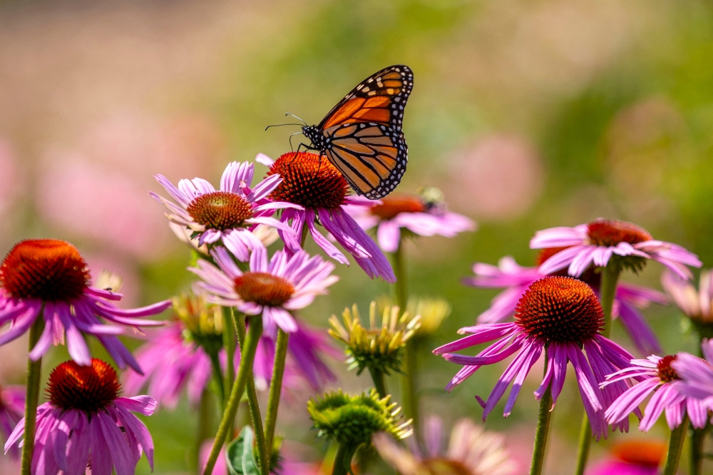 A Monarch butterfly, which is now placed in the endangered category of the International Union for the Conservation of Nature's Red List of Threatened Species, perches at the Royal Botanical Gardens in Burlington, Ontario, Canada July 21, 2022. 