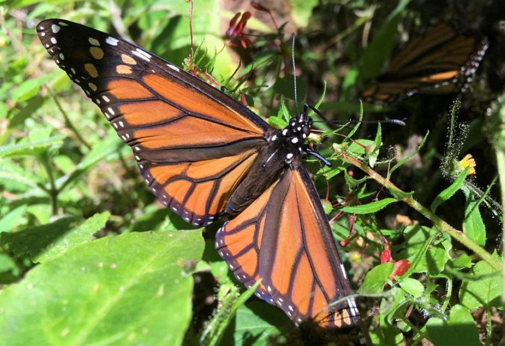 A monarch butterfly sits on a branch of a tree at El Rosario sanctuary, in El Rosario, in Michoacan state, Mexico December 4, 2021.