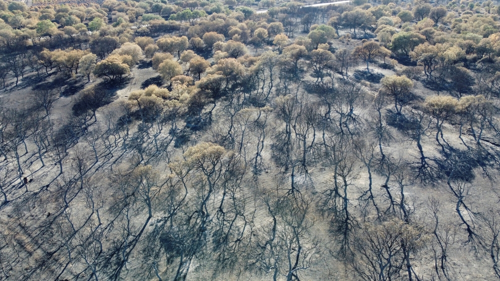 A view shows the extent of the aftermath of the forest fire in Tabara, Zamora province, Spain, on Thursday. Picture taken with a drone. - Reuters