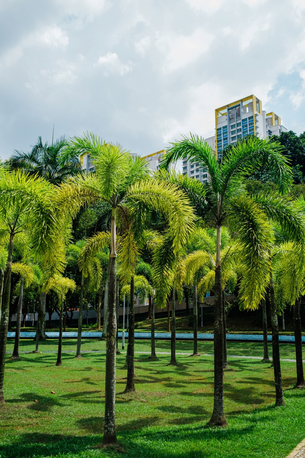 Bishan-Ang Mo Kio Park in Singapore, which has pledged to plant 1 million trees by 2030, July 21, 2022. (Gabriela Bhaskar/The New York Times)
