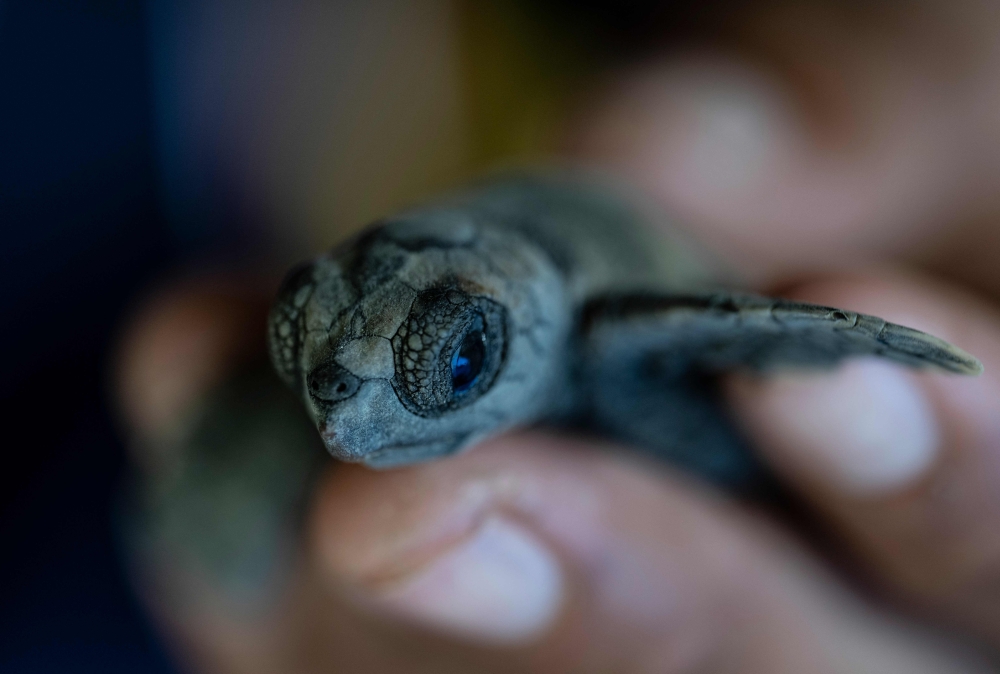 Environmentalist Argenis Pantoja checks a turtle hatchling of the endangered loggerhead (Caretta caretta) species before it is released into the ocean by conservationists who protect them from predators in a nursery on El Puerto beach, in the fishing village of La Sabana, La Guaira State, Venezuela. The Ministry of Popular Power for Eco-Socialism (Minec), together with volunteers and naturalists, are developing a sea turtle conservation project aimed at protecting endangered species by collecting their eggs to nest them in a hatchery and releasing them into the sea after birth. -- AFP