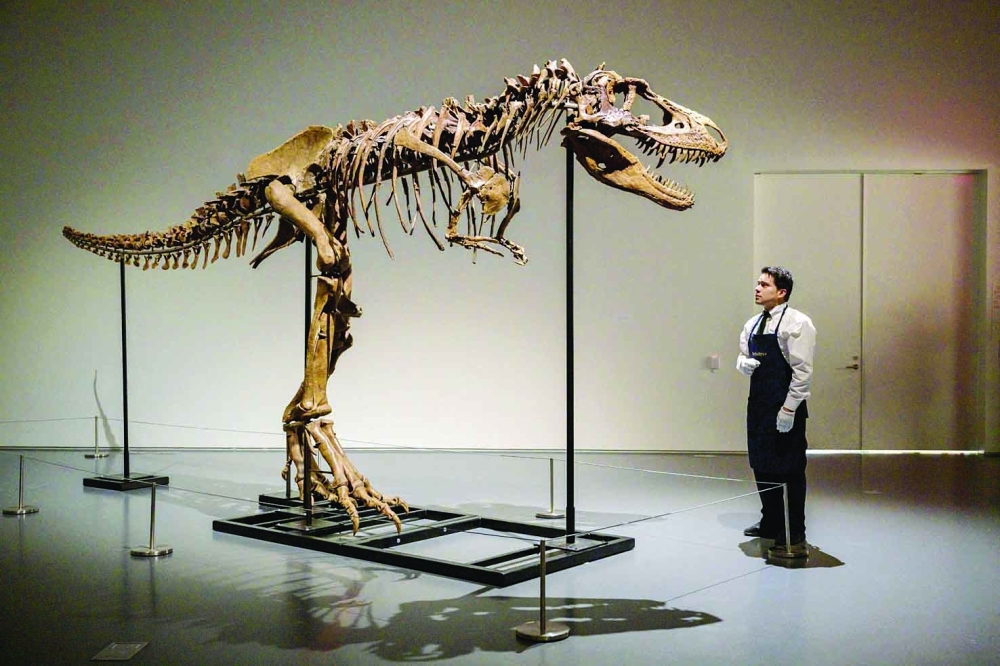 (FILES) In this file photo taken on July 05, 2022, an art handler looks at a Gorgosaurus Skeleton as it is unveiled at Sotheby痴 in New York.  The first skeleton of a Gorgosaurus dinosaur to go under the hammer sold for $6.1 million at auction in New York on July 28, 2022, Sotheby's said. The specimen is 10 feet tall (three meters) and 22 feet long (6.7 meters), and had been expected to fetch between $5 million and $8 million. (Photo by ANGELA WEISS / AFP)