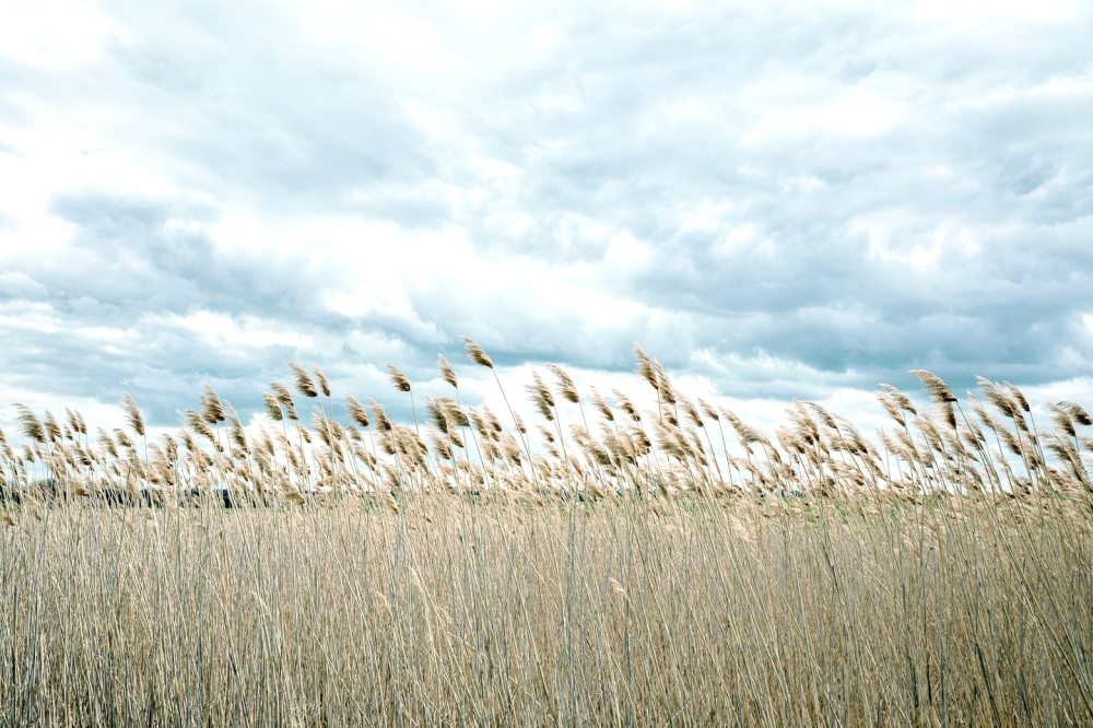 A field in the Donetsk region of Ukraine.