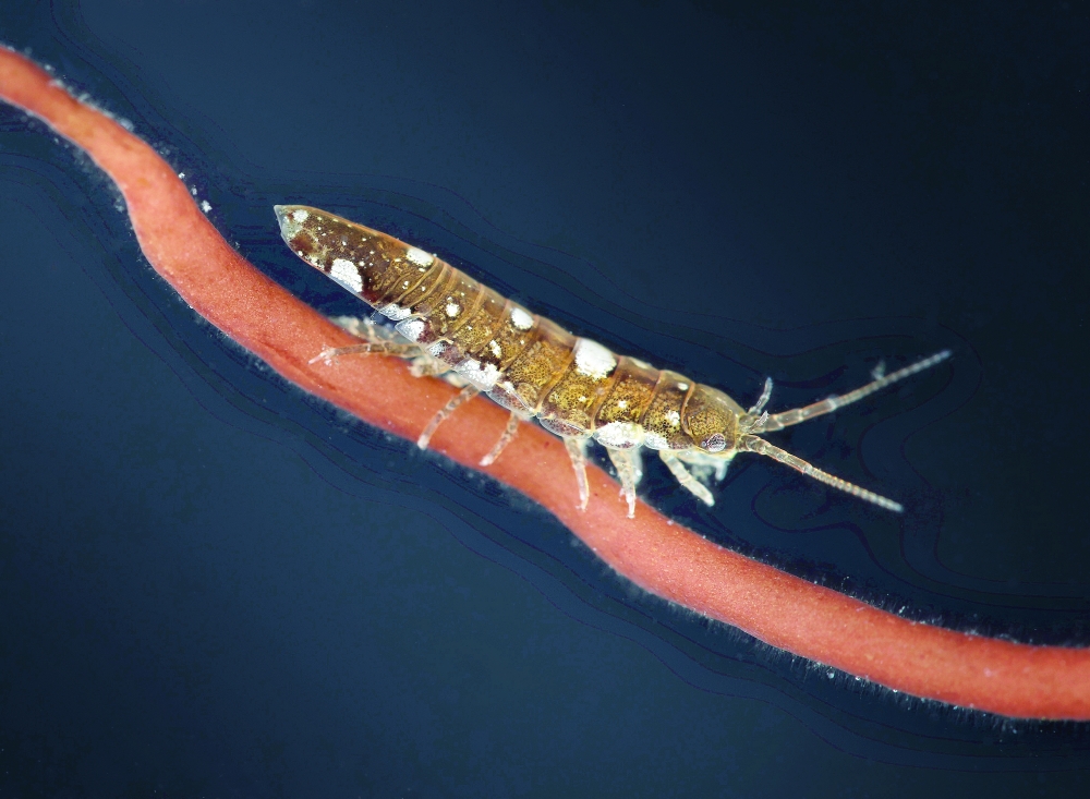The small crustacean Idotea balthica plays a role in pollinating the red alga Gracilaria gracilis. (Wilfried Thomas/Station Biologique de Roscoff via The New York Times)