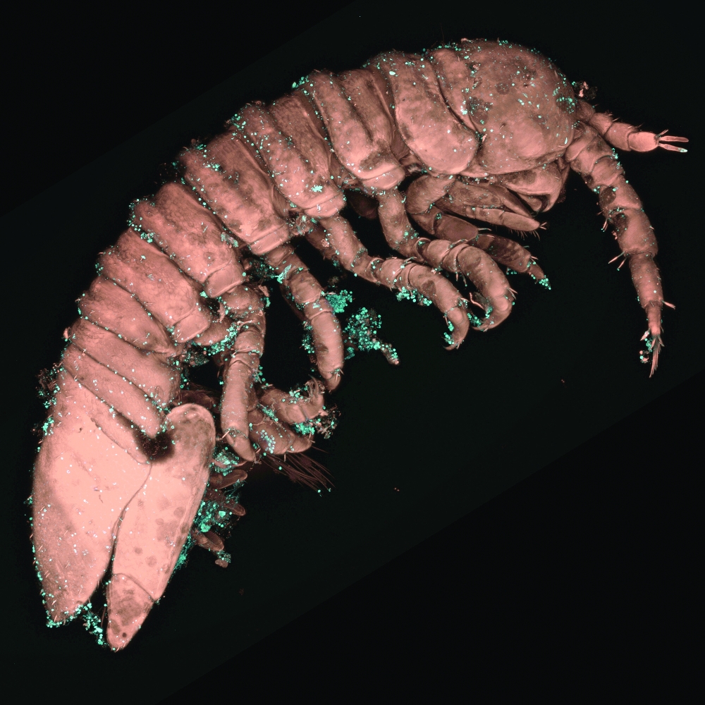 Spermatia of G. gracilis, a red algae, on the body of a young specimen of I. balthica. (Wilfried Thomas/Station Biologique de Roscoff via The New York Times)