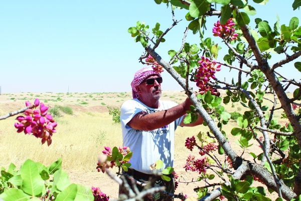 In Syria, a 'golden' crop struggles to regain its shine - Vimarsana News