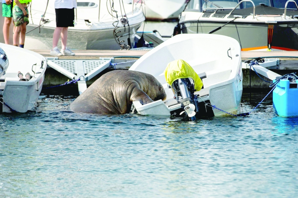 A young female walrus nicknamed Freya climbing on a boat in Frognerkilen, Oslo Fjord, Norway. -- AFP